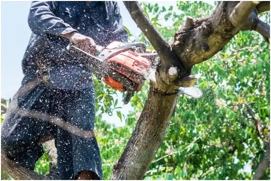 tree services Progress